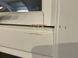 Idealcombi Dannebrogsvindue